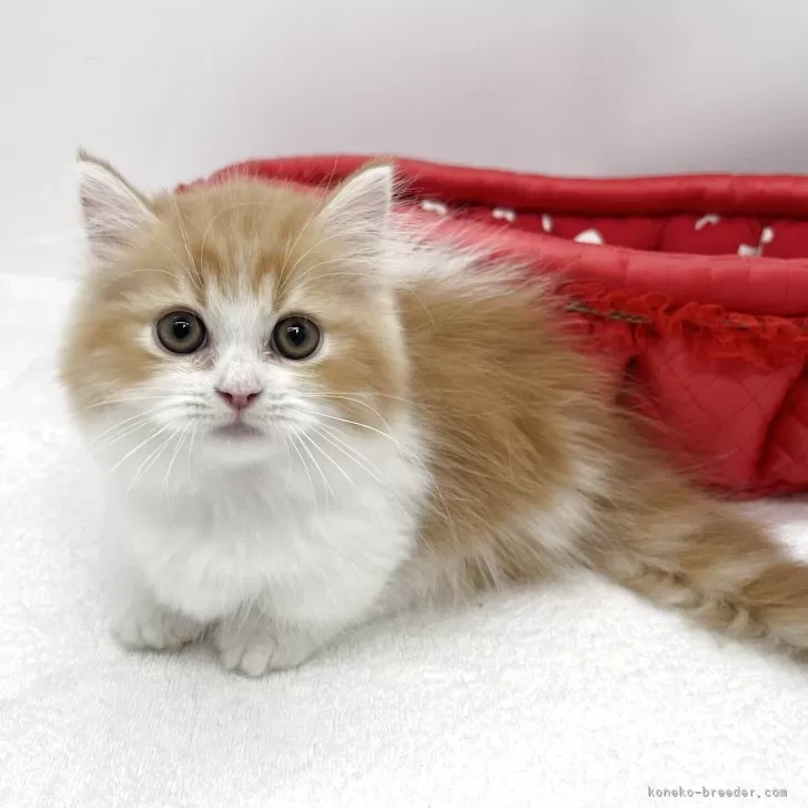 ID：2508-00337の子猫