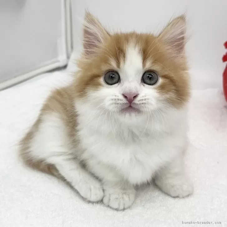 ID:2504-01491の子猫