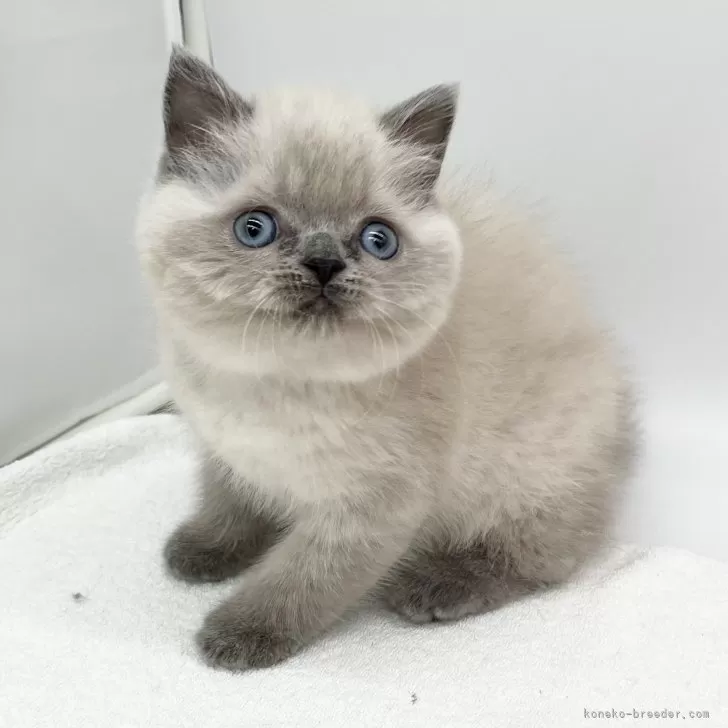 ID：2501-01057の子猫