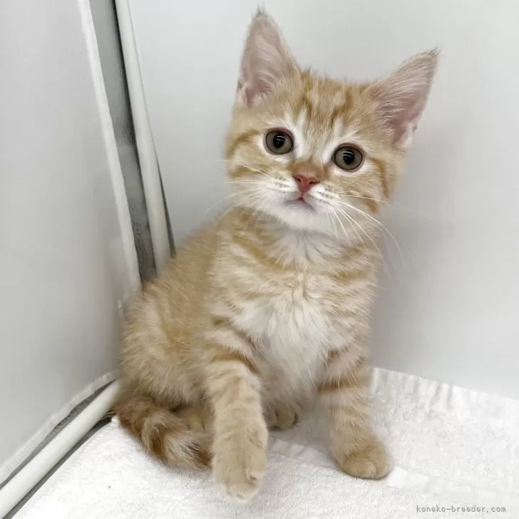 ID：2509-00039の子猫