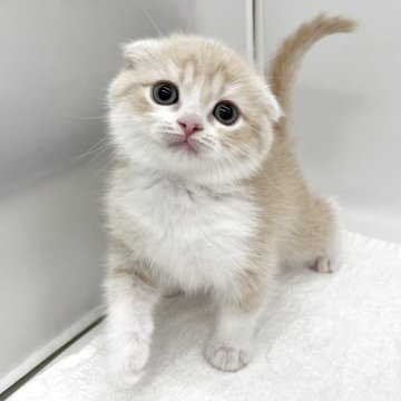 スコティッシュフォールド【愛知県・男の子・2025年3月12日・クリームタビー&ホワイト】の写真「まん丸おめめの男の子🌼」