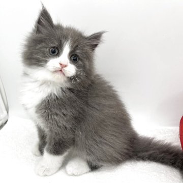 マンチカン(長足)【愛知県・男の子・2025年10月9日・ブルー&ホワイト（ロングヘアー）】の写真「長足タイプの男の子💜」