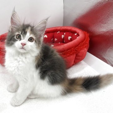 メインクーン【愛知県・女の子・2025年5月27日・ブルーパッチドタビー&ホワイト】の写真「愛嬌たっぷりの女の子💖見学と同時のお引き渡しＯＫ」