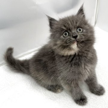 マンチカン(長足)【愛知県・女の子・2025年10月9日・ブルー&クリーム（ロングヘアー）】の写真「ふわふわロングヘアーの女の子💖」