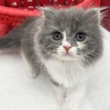 スコティッシュフォールド(折れ耳)【愛知県・女の子・2024年11月28日・ダイリュートキャリコ】の写真「クリクリおめめ✨」