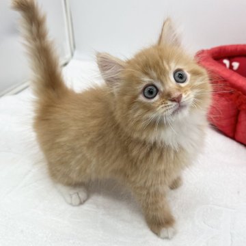 マンチカン(長足)【愛知県・女の子・2024年12月19日・レッドタビー&ホワイト（ロングヘアー）】の写真「レッドカラーの女の子🧡」