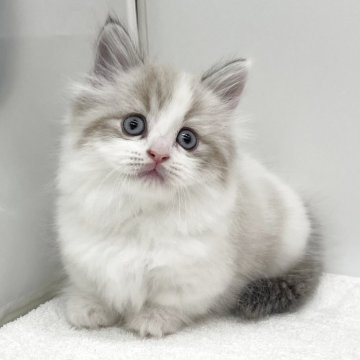 マンチカン(短足)【愛知県・男の子・2025年10月1日・シールリンクスポイント&ホワイト（ロングヘアー）】の写真「大人気の短足ちゃん❤️」