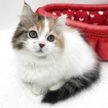 マンチカン(短足)【愛知県・女の子・2025年9月18日・ブラウンパッチドタビー&ホワイト（ロングヘア）】の写真「甘え上手な女の子🍒」