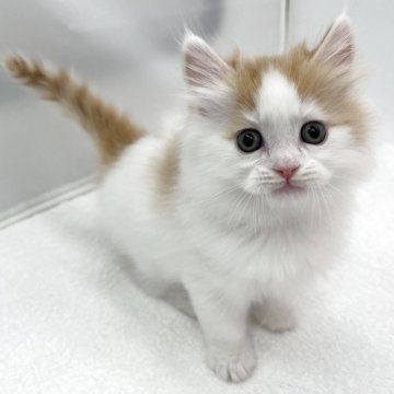 ラガマフィン【愛知県・男の子・2025年10月8日・レッドタビー&ホワイト】の写真「愛嬌たっぷりの男の子🩵」