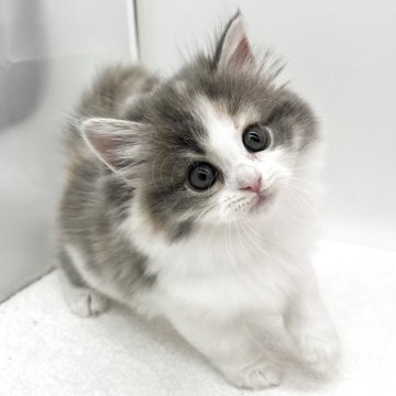 ラガマフィン【愛知県・女の子・2025年10月8日・ブルーパッチドタビー&ホワイト】の写真「可愛らしいお顔の女の子🍒」