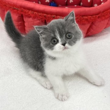 ブリティッシュショートヘア【愛知県・女の子・2025年2月19日・ブルー&ホワイト】の写真「愛嬌たっぷりの女の子🌷」