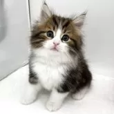 ノルウェージャンフォレストキャット