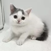 ブリティッシュショートヘア