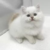 ラガマフィン