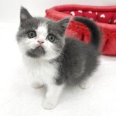 ブリティッシュショートヘア