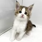 ノルウェージャンフォレストキャット