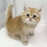 エキゾチックロングヘア