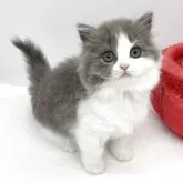 ブリティッシュロングヘア