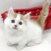 マンチカン(短足)