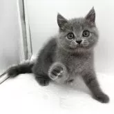 ブリティッシュショートヘア