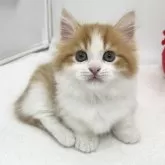 マンチカン(短足)【愛知県・男の子・2025年2月27日・レッドタビー&ホワイト】の写真1