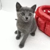 ロシアンブルー