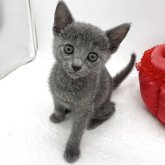 ロシアンブルー