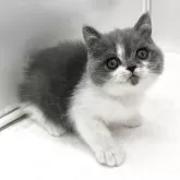 ブリティッシュショートヘア