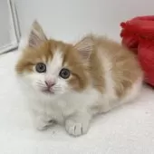 マンチカン(短足)【愛知県・男の子・2025年2月27日・レッドタビー&ホワイト】の写真2