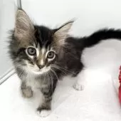 メインクーン【愛知県・男の子・2025年7月9日・ブラウンタビー&ホワイト】の写真3