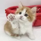 マンチカン(短足)【愛知県・男の子・2025年2月27日・レッドタビー&ホワイト】の写真3