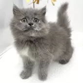 ブリティッシュロングヘア【愛知県・女の子・2025年6月25日・ブルー&クリーム】の写真3