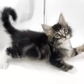 メインクーン【愛知県・男の子・2025年7月9日・ブラウンタビー&ホワイト】の写真4