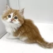 ラガマフィン【愛知県・女の子・2025年10月8日・レッドタビー&ホワイト】の写真4