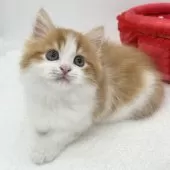 マンチカン(短足)【愛知県・男の子・2025年2月27日・レッドタビー&ホワイト】の写真4