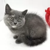 ミヌエット(長足)【愛知県・女の子・2025年9月17日・ブルー&クリーム】の写真5