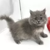 ブリティッシュロングヘア【愛知県・女の子・2025年6月25日・ブルー&クリーム】の写真6