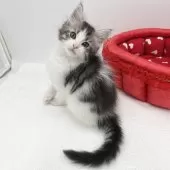 メインクーン【愛知県・男の子・2025年2月12日・シルバータビー&ホワイト】の写真6