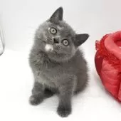 ミヌエット(長足)【愛知県・女の子・2025年9月17日・ブルー&クリーム】の写真6