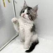 メインクーン【愛知県・男の子・2025年2月12日・シルバータビー&ホワイト】の写真7