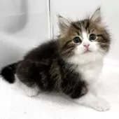 ノルウェージャンフォレストキャット【愛知県・男の子・2025年10月29日・ブラウンタビー&ホワイト】の写真6