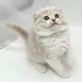 スコティッシュフォールド(折れ耳)【愛知県・女の子・2025年10月15日・クリームタビー&クリーム】の写真7