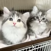 マンチカン(短足)【愛知県・女の子・2025年1月15日・ブルーシルバーパッチドタビー&ホワイト】の写真8