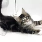 メインクーン【愛知県・男の子・2025年7月9日・ブラウンタビー&ホワイト】の写真8