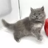 ブリティッシュロングヘア【愛知県・女の子・2025年6月25日・ブルー&クリーム】の写真8