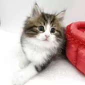 ノルウェージャンフォレストキャット【愛知県・男の子・2025年10月29日・ブラウンタビー&ホワイト】の写真8