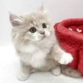 ラガマフィン【愛知県・女の子・2025年10月8日・クリームタビー&ホワイト】の写真9