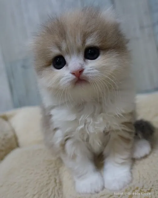 ID:2002-00423の子猫
