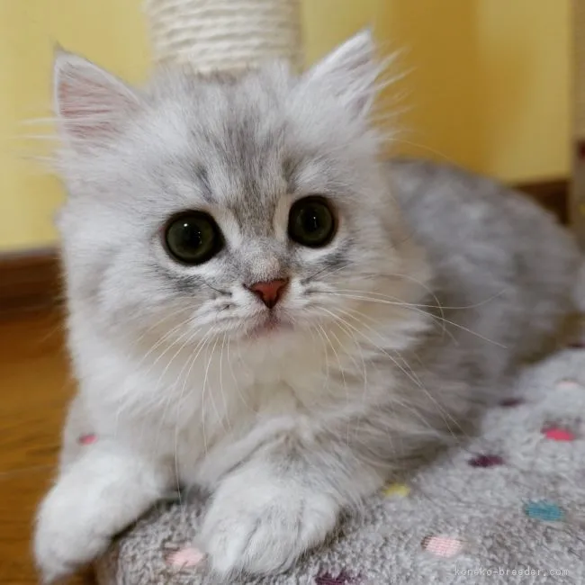 ID：1805-00549の子猫