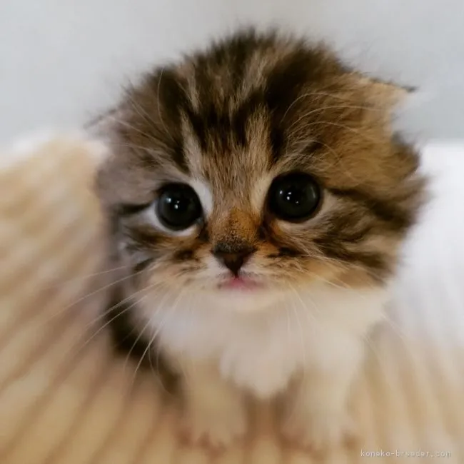 ID:1801-00764の子猫